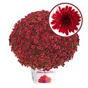 Afbeelding van Bolchrysant P19 "Geen Kleur"!!! Red